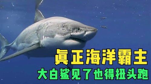 海洋中的冷酷猎手 为何大白鲨也畏惧的‘鲸鱼杀手’