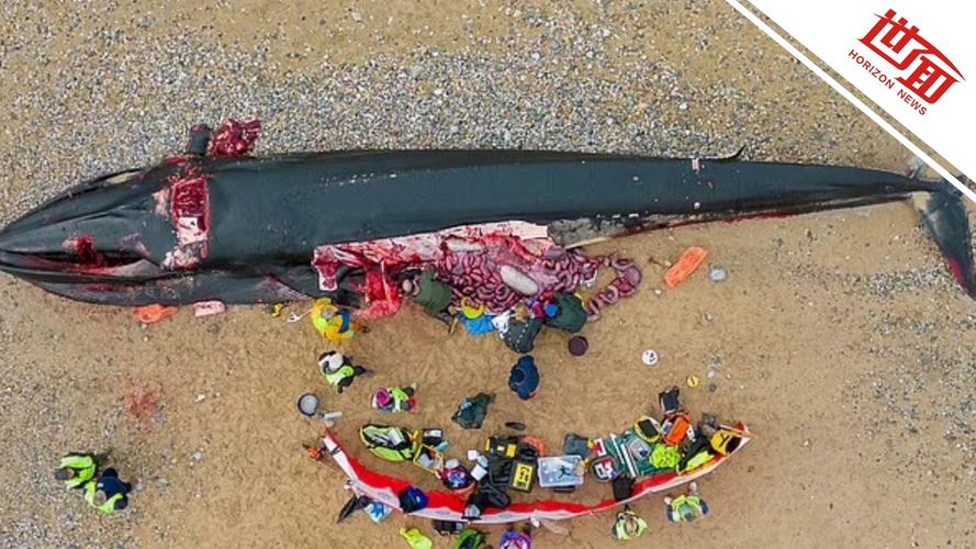 深海悲鸣 鲸鱼死亡之谜与技术迷思